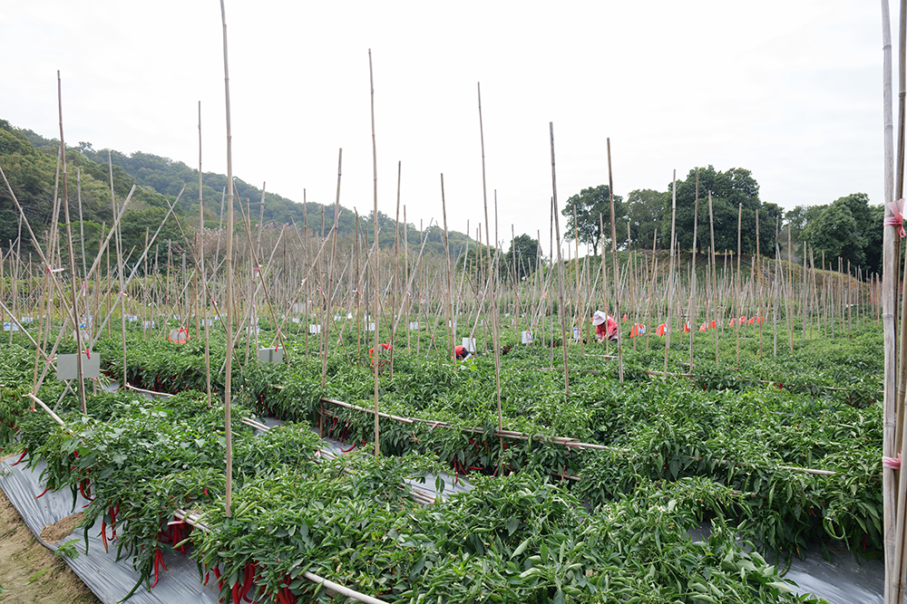 生鲜供应，食品安全与新鲜度的挑战与解决方案.png